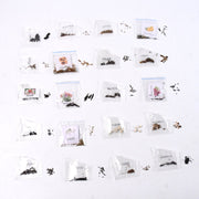 Rainbow bloom flower seeds set for bright garden colors